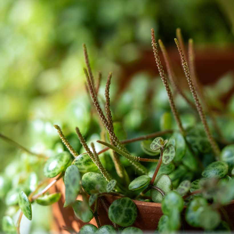 Peperomia prostrata (Floraison)