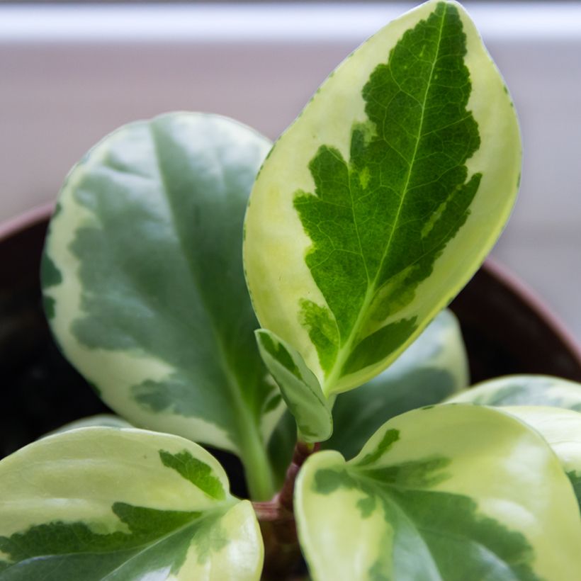 Peperomia obtusifolia USA (Feuillage)