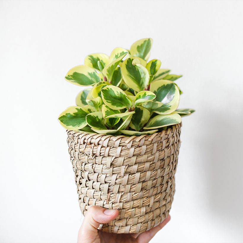 Peperomia obtusifolia USA (Port)