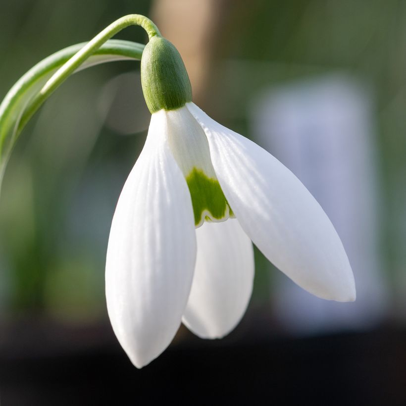 Perce-neige - Galanthus elwesii (Floraison)