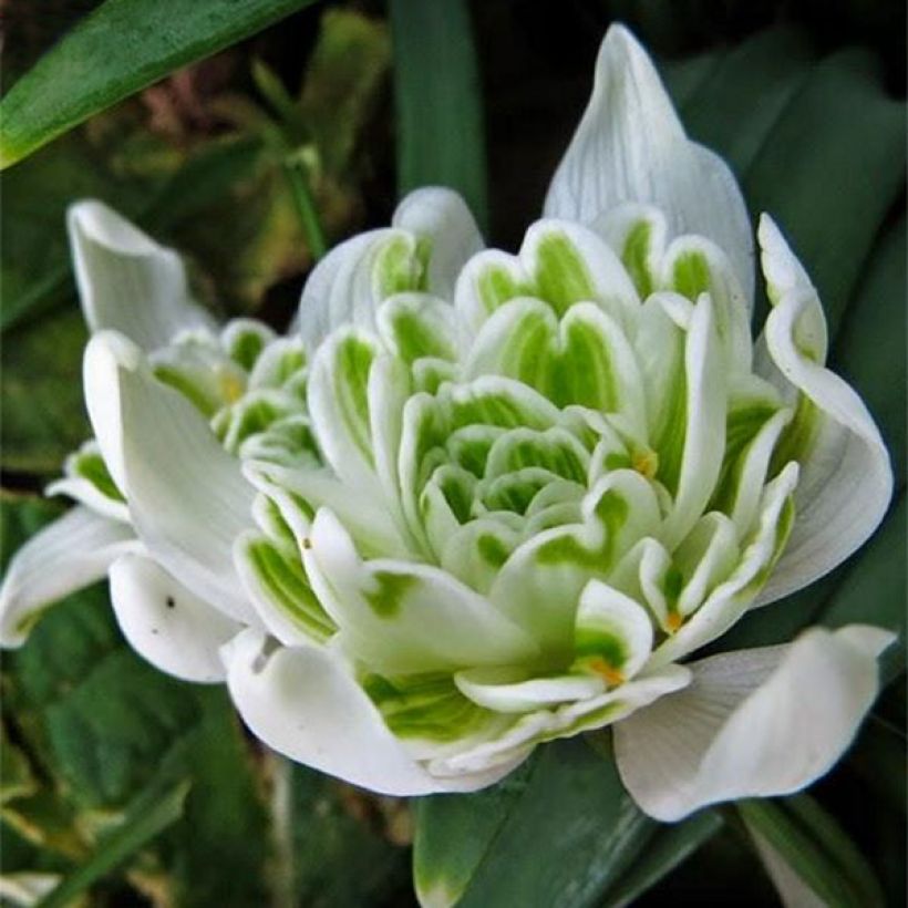 Perce-neige double - Galanthus nivalis Flore Pleno (Floraison)