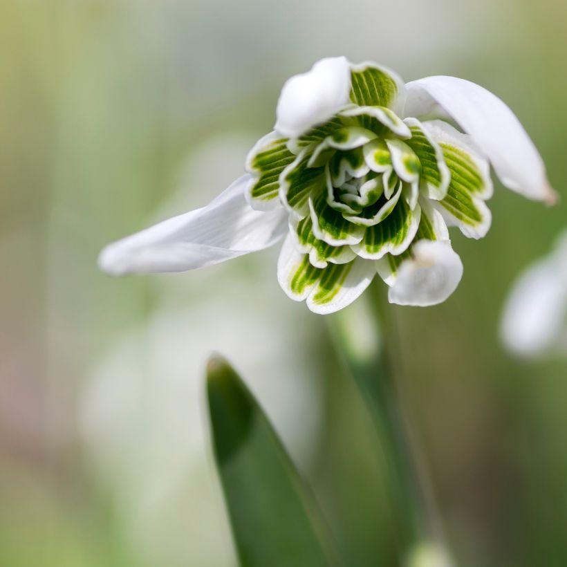 Perce-neige double - Galanthus nivalis Dionysus (Floraison)