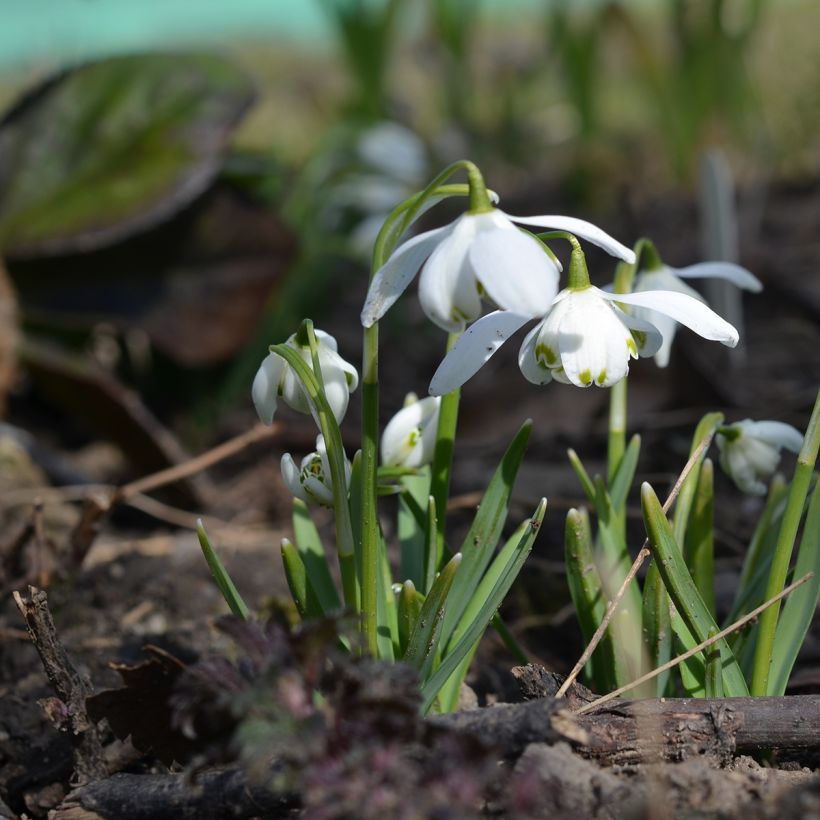 Perce-neige double - Galanthus nivalis Flore Pleno (Port)