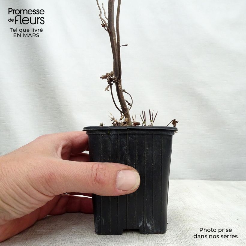 Spécimen de Perilla frutescens - Shiso vert (Tia To) Godet de 7/8 cm tel que livré au printemps