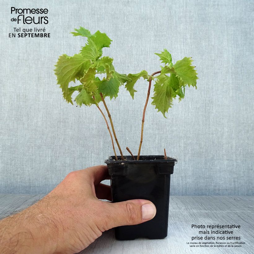 Spécimen de Perilla frutescens - Shiso vert (Tia To) Godet de 7/8 cm tel que livré en été