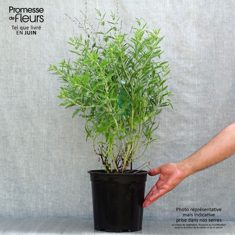 Spécimen de Perovskia atriplicifolia Blue Spire - Sauge de Sibérie Pot de 4L/5L tel que livré en été