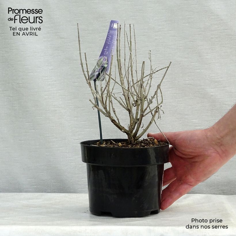 Spécimen de Perovskia Silvery Blue - Sauge d'Afghanistan pot de 4L/5L tel que livré au printemps