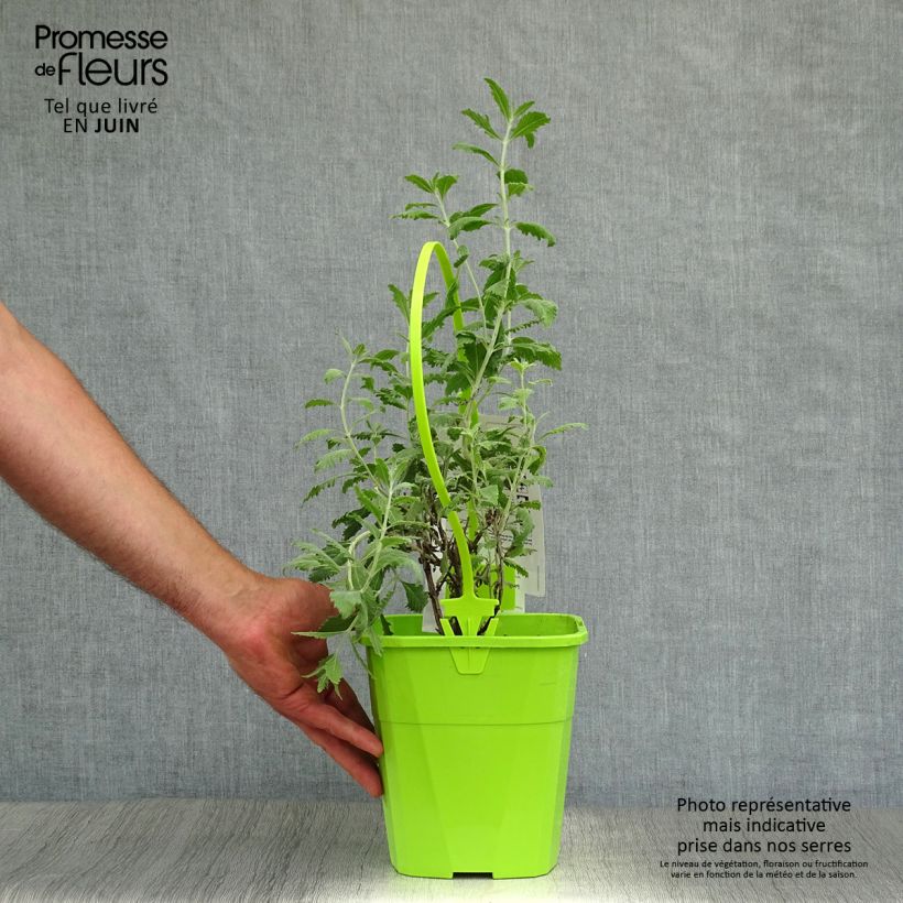 Spécimen de Perovskia Silvery Blue - Sauge d'Afghanistan Pot de 4L/5L tel que livré en été