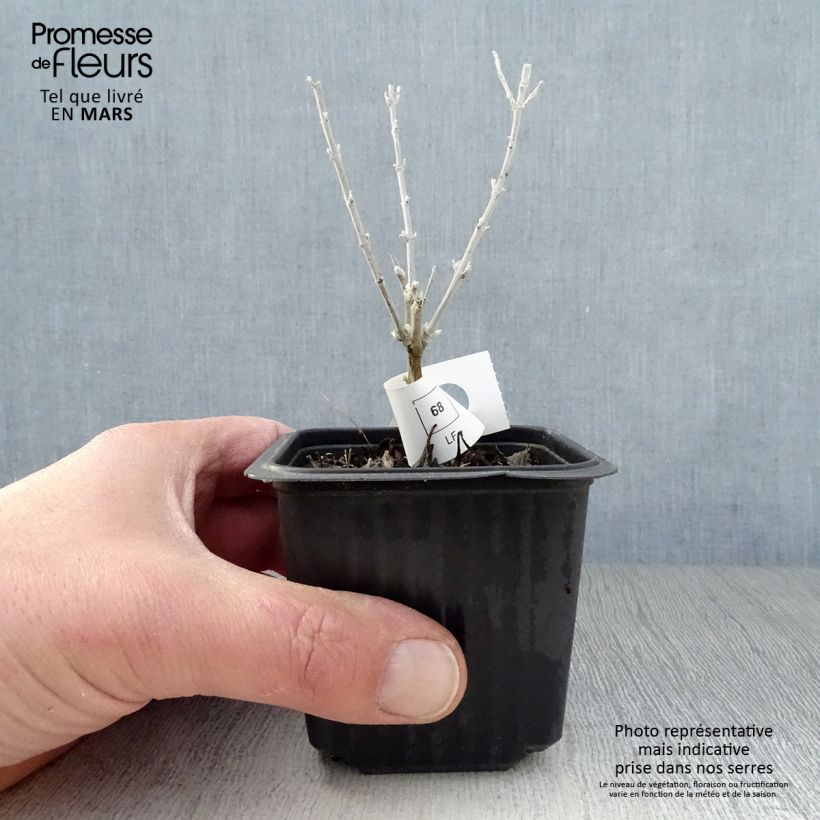 Spécimen de Perovskia Silvery Blue - Sauge d'Afghanistan Godet de 8/9 cm tel que livré au printemps