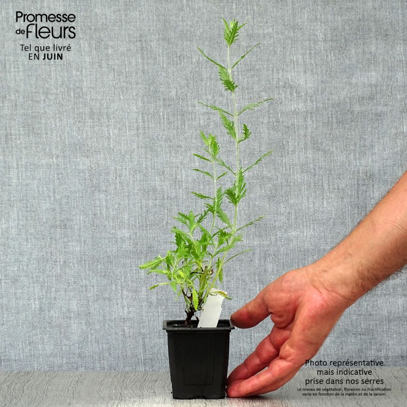 Spécimen de Perovskia atriplicifolia Blue Spire - Sauge de Sibérie Godet de 8/9 cm tel que livré en été