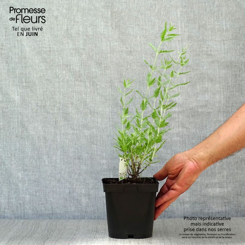 Spécimen de Perovskia atriplicifolia Blue Spire - Sauge de Sibérie Pot de 2L/3L tel que livré en été