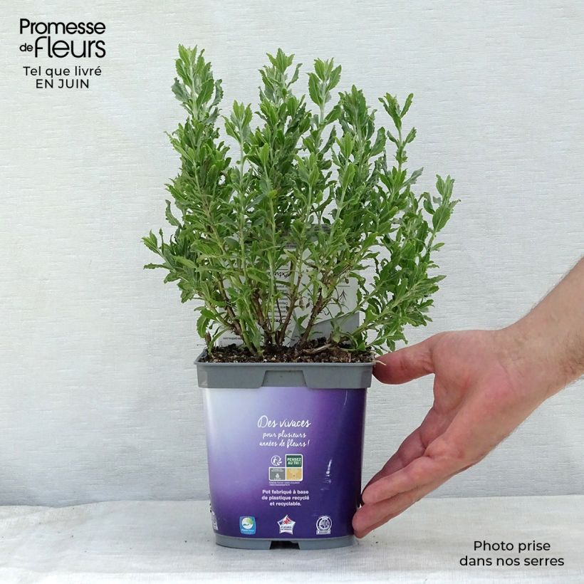 Spécimen de Perovskia atriplicifolia Blue Steel tel que livré en ete