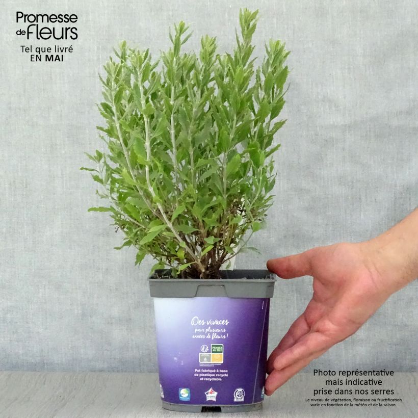Spécimen de Perovskia atriplicifolia Blue Steel - Mini-motte Ø 3/4 cm tel que livré au printemps