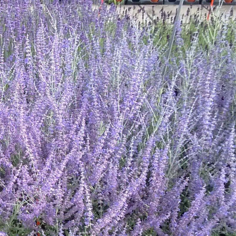 Perovskia atriplicifolia Blue Steel (Floraison)