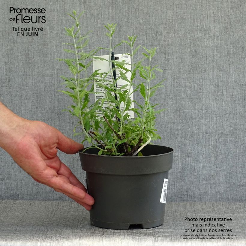 Spécimen de Perovskia atriplicifolia Lacey Blue Pot de 2L/3L tel que livré en été