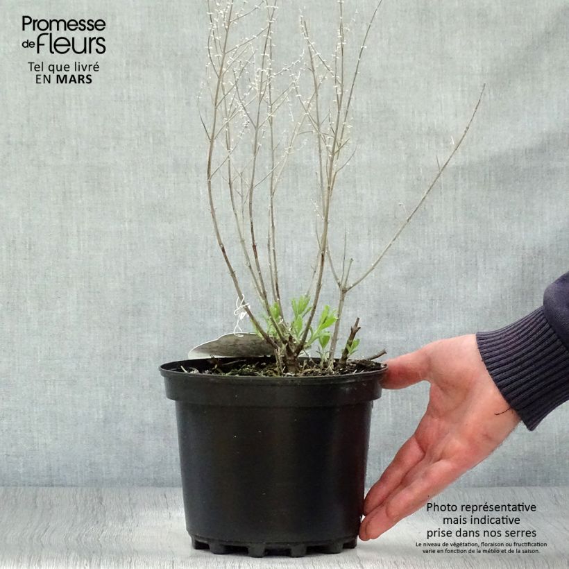 Spécimen de Perovskia atriplicifolia Lacey Blue Pot de 2L/3L tel que livré au printemps