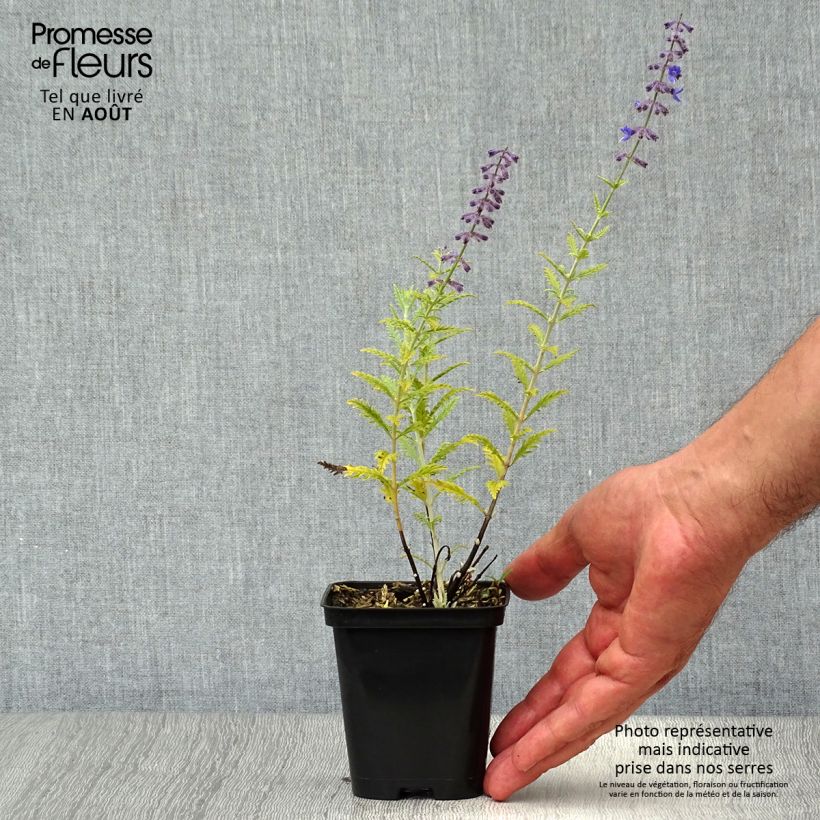 Spécimen de Perovskia atriplicifolia Little Spire - Sauge d'Afghanistan compacte Godet de 8/9 cm tel que livré en été