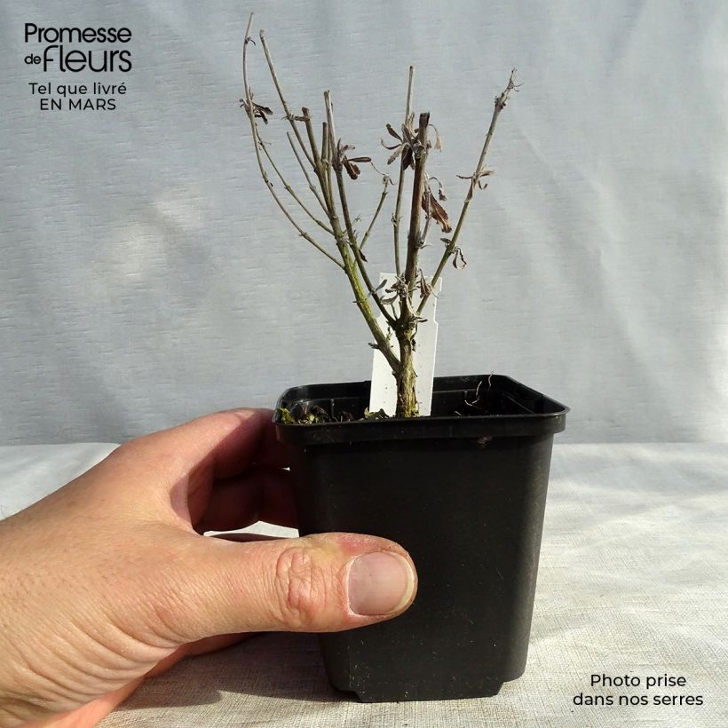 Spécimen de Perovskia atriplicifolia Little Spire - Sauge d'Afghanistan compacte tel que livré au printemps