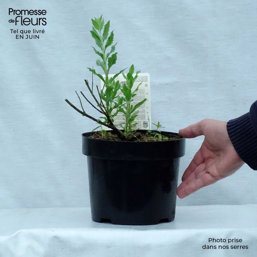 Spécimen de Perovskia atriplicifolia Little Spire - Sauge d'Afghanistan compacte Pot de 2L/3L tel que livré en été