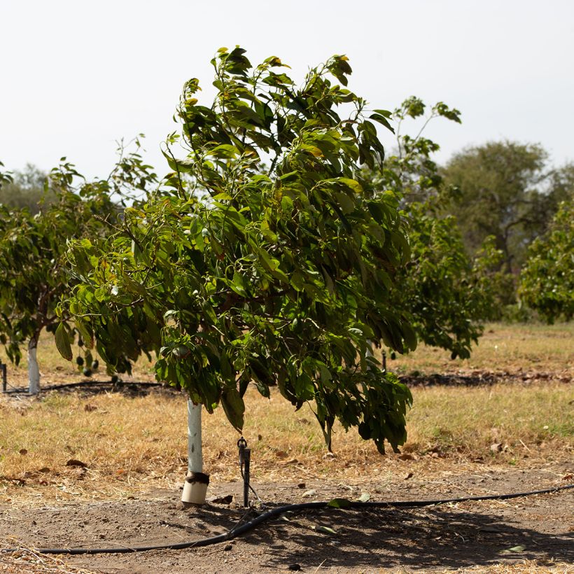 Persea americana Hass - Avocatier (Port)