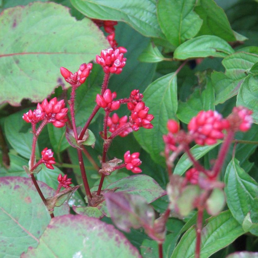 Renouée - Persicaire Indian Summer (Floraison)