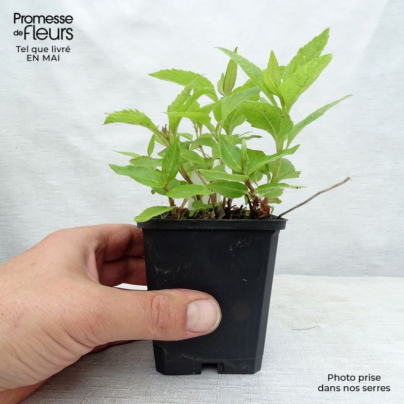 Spécimen de Persicaire, Renouée kahil - Aconogonon tortuosum var. glabrifolium Godet de 9cm tel que livré au printemps