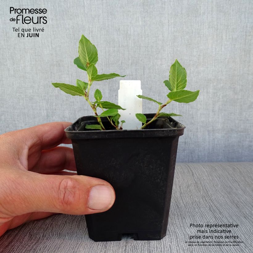 Spécimen de Persicaire, Renouée kahil - Aconogonon tortuosum var. glabrifolium Godet de 8/9 cm tel que livré en été