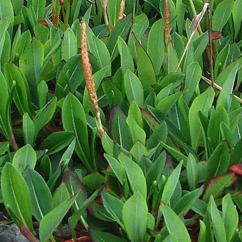 Renouée - Persicaria affinis Darjeeling Red (Feuillage)
