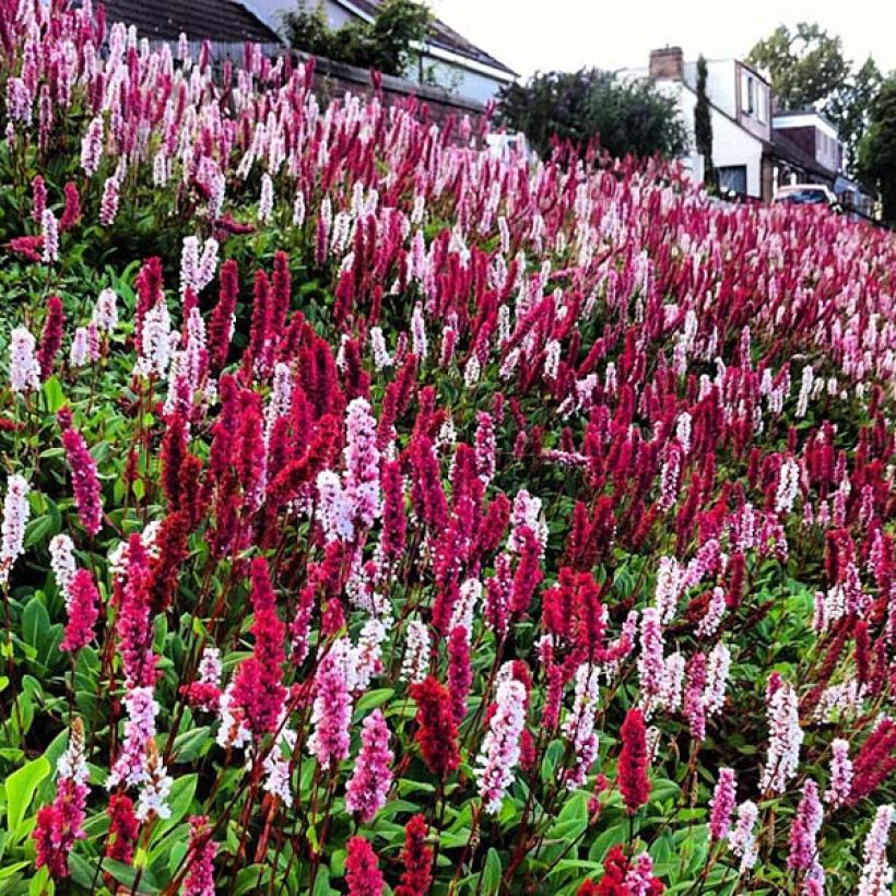 Renouée - Persicaria affinis Darjeeling Red (Floraison)