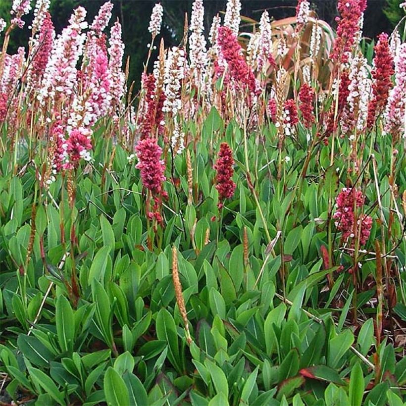 Renouée - Persicaria affinis Darjeeling Red (Port)