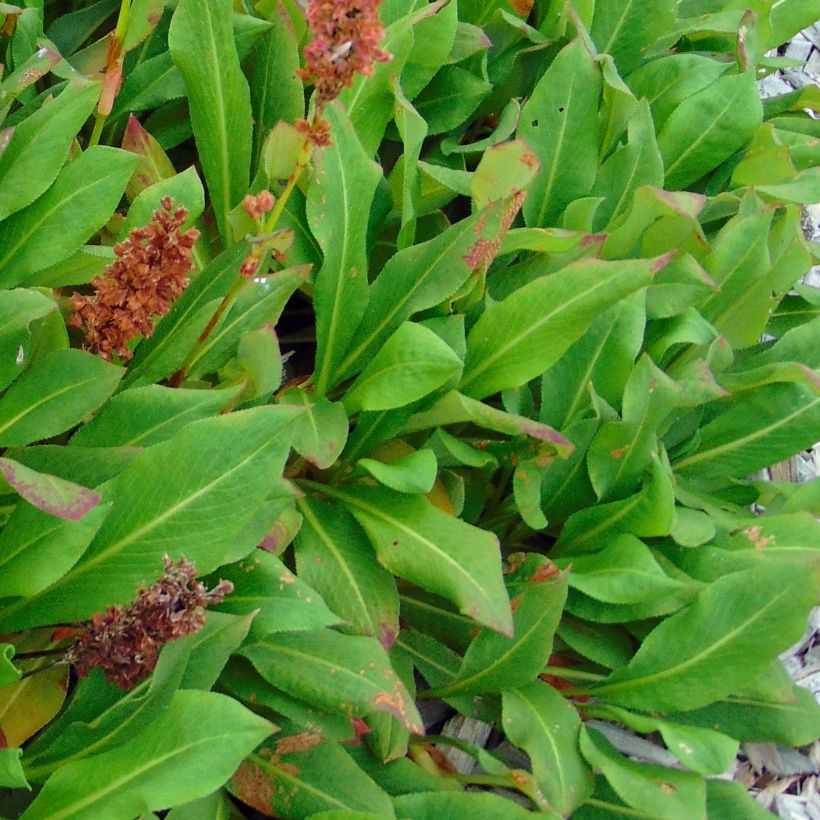 Renouée - Persicaria affinis Kabouter (Feuillage)