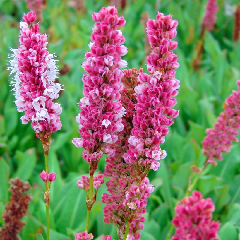 Renouée - Persicaria affinis Kabouter (Floraison)