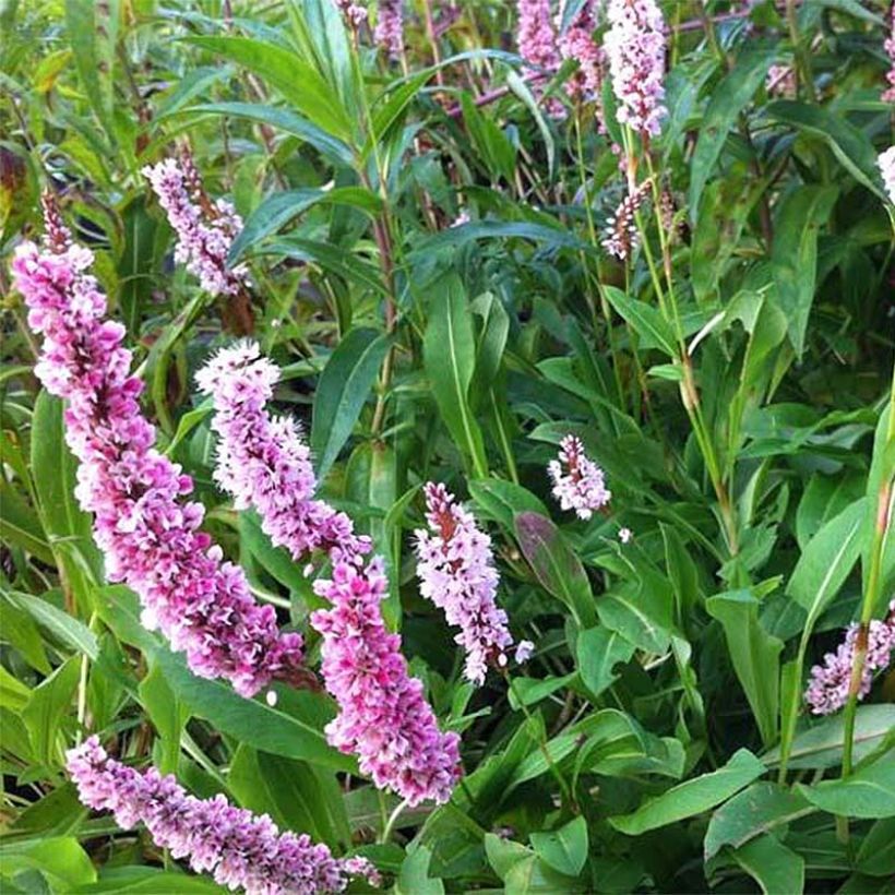 Persicaria affinis Superba - Renouée, Persicaire Superbum (Floraison)