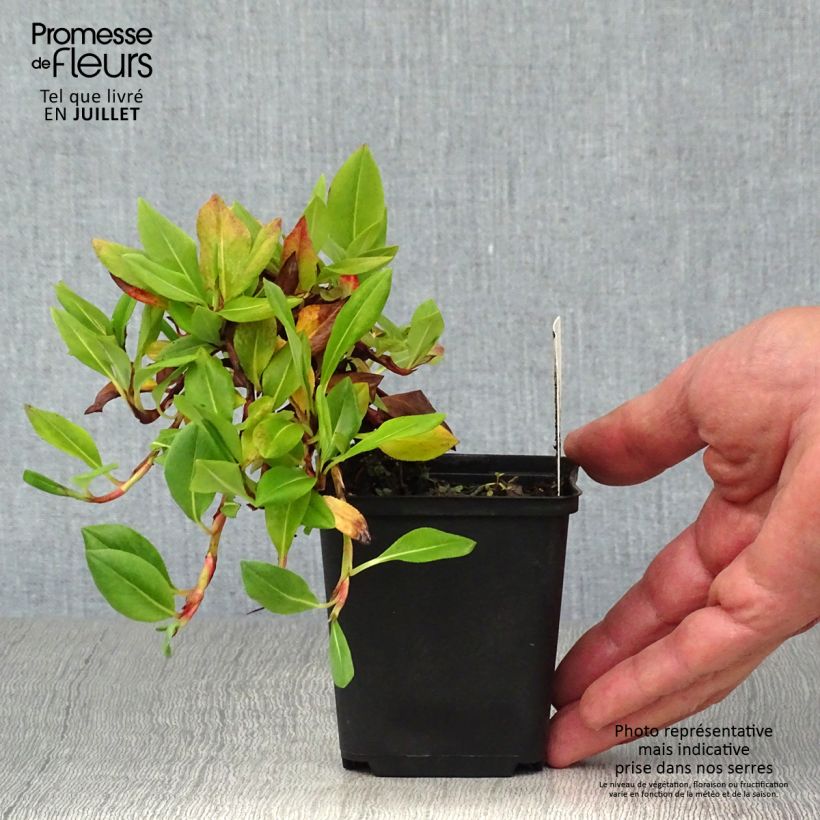 Spécimen de Persicaria affinis Superba - Renouée, Persicaire Superbum tel que livré en ete