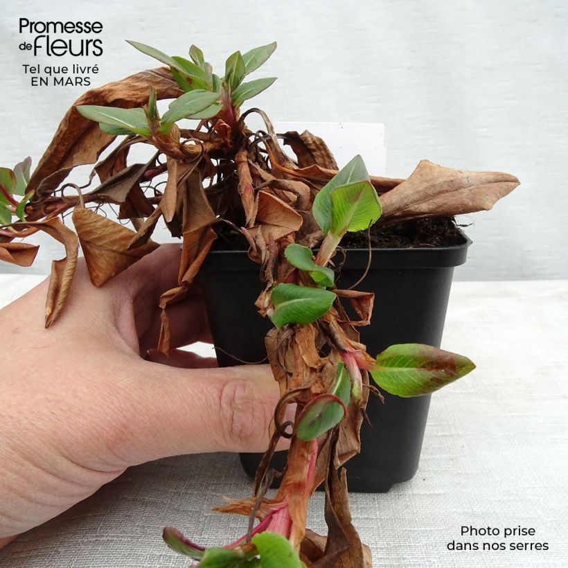 Spécimen de Persicaria affinis Superba - Renouée, Persicaire Superbum tel que livré au printemps