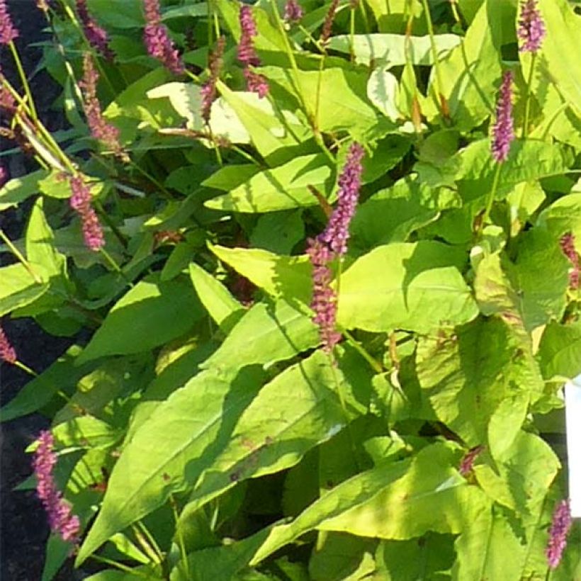 Renouée - Persicaria amplexicaulis Golden Arrow (Feuillage)