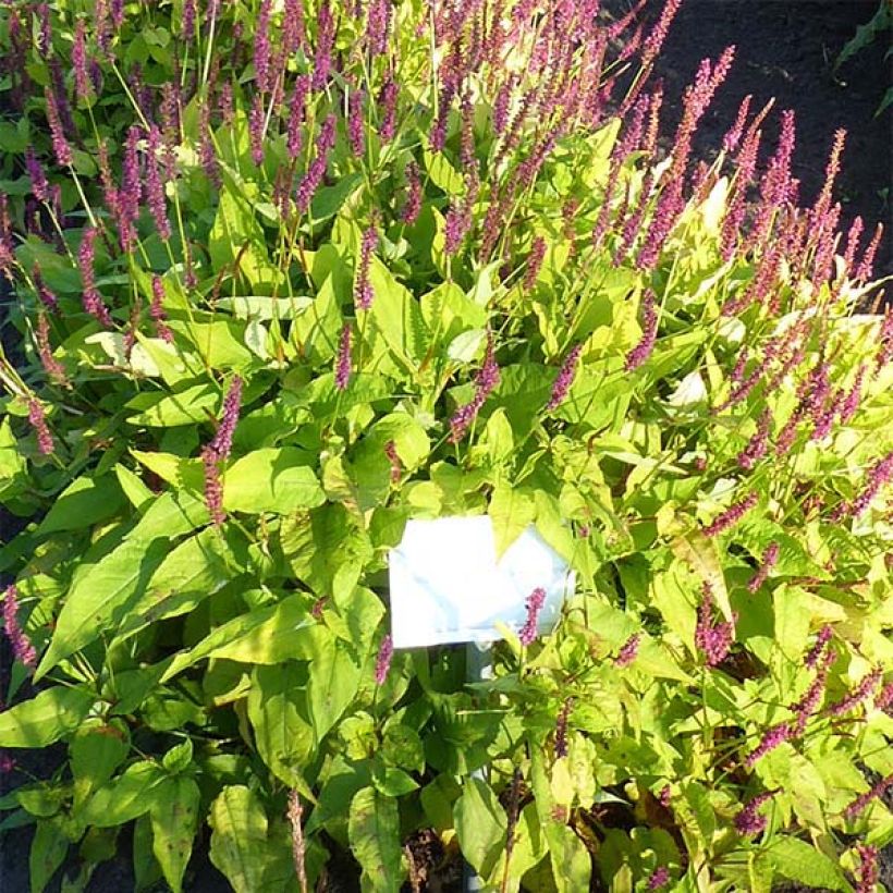 Renouée - Persicaria amplexicaulis Golden Arrow (Floraison)