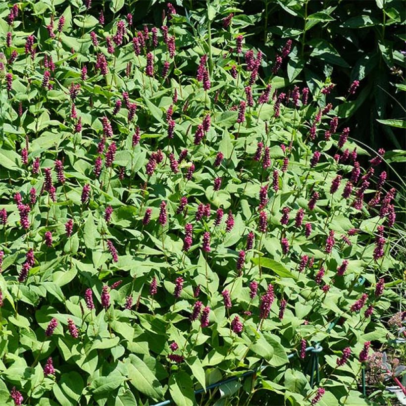 Renouée - Persicaria amplexicaulis Inverleith (Floraison)