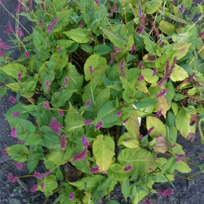 Renouée - Persicaria amplexicaulis JS Caliente (Feuillage)