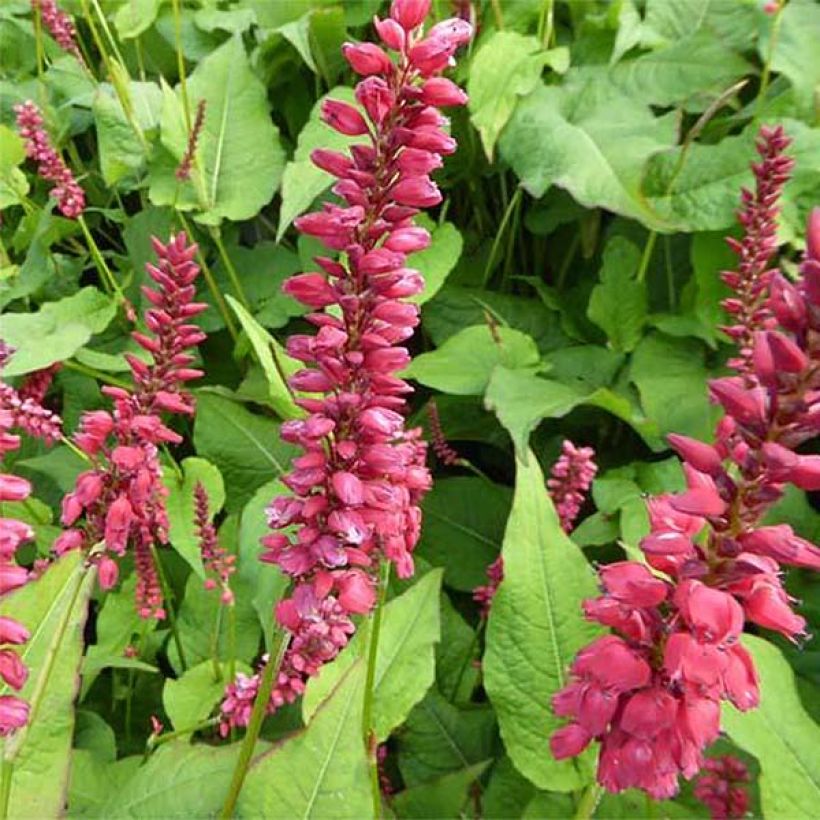 Renouée - Persicaria amplexicaulis JS Caliente (Floraison)