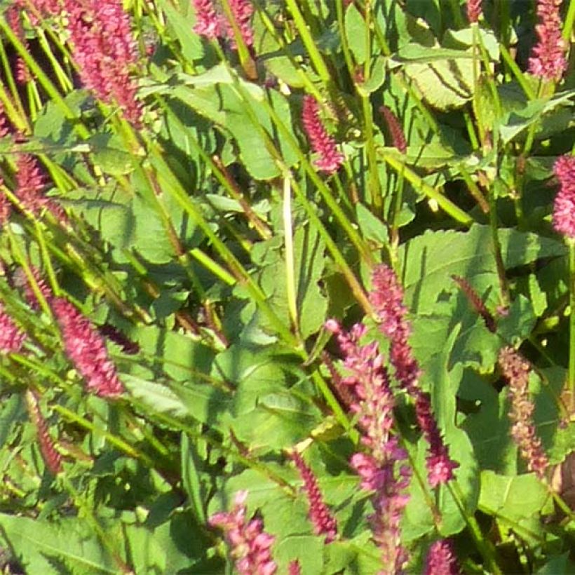 Renouée - Persicaria amplexicaulis JS Delgado Macho (Feuillage)