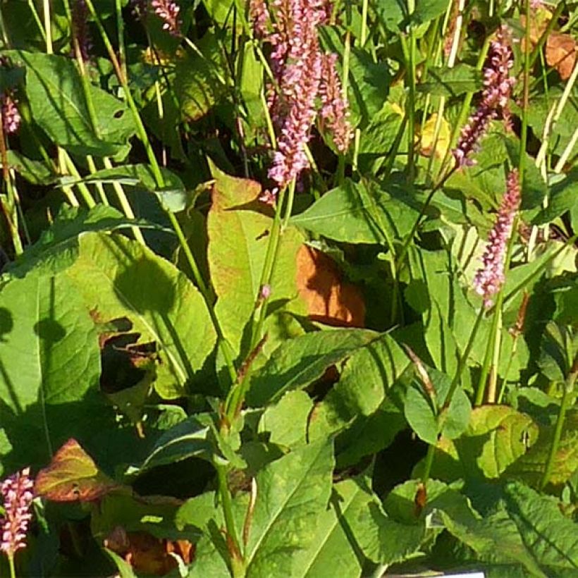 Renouée - Persicaria amplexicaulis Jo and Guido's Form (Feuillage)