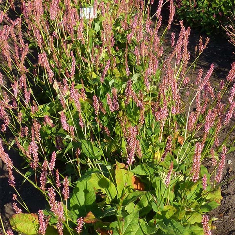 Renouée - Persicaria amplexicaulis Jo and Guido's Form (Floraison)