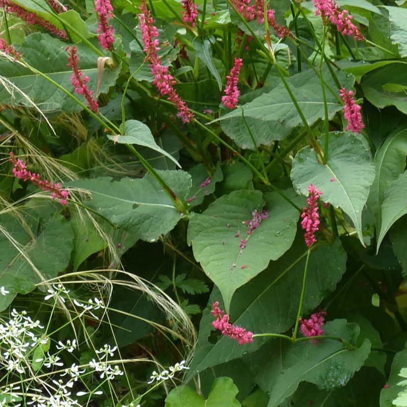 Persicaria amplexicaulis Speciosa - Persicaire - Renouée Speciosa (Feuillage)