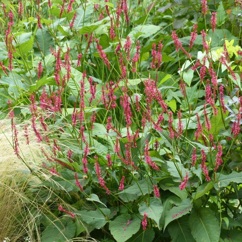 Persicaria amplexicaulis Speciosa - Persicaire - Renouée Speciosa (Port)