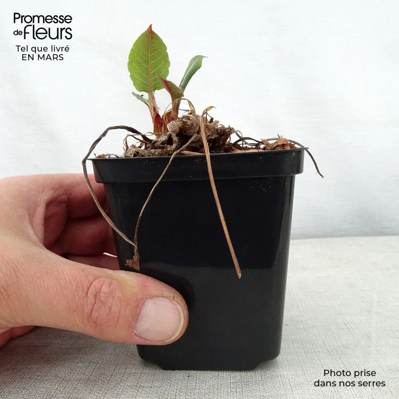 Spécimen de Persicaria amplexicaulis Speciosa - Persicaire - Renouée Speciosa Godet de 9cm tel que livré au printemps