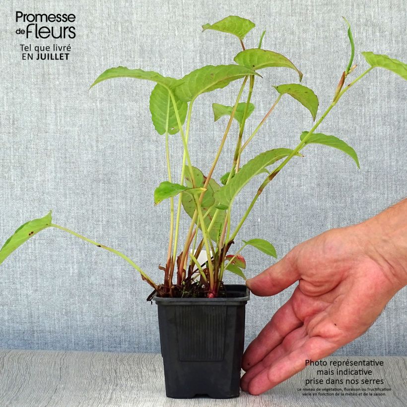 Spécimen de Persicaria amplexicaulis Speciosa - Persicaire - Renouée Speciosa Godet de 8/9 cm tel que livré en été