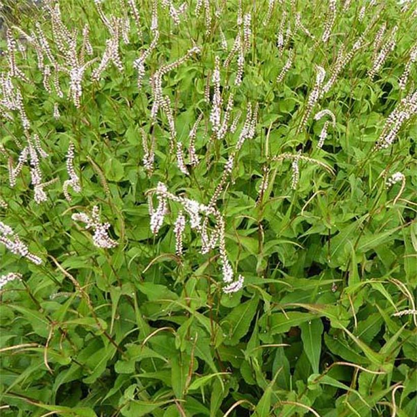 Renouée - Persicaria amplexicaulis White Eastfield  (Floraison)