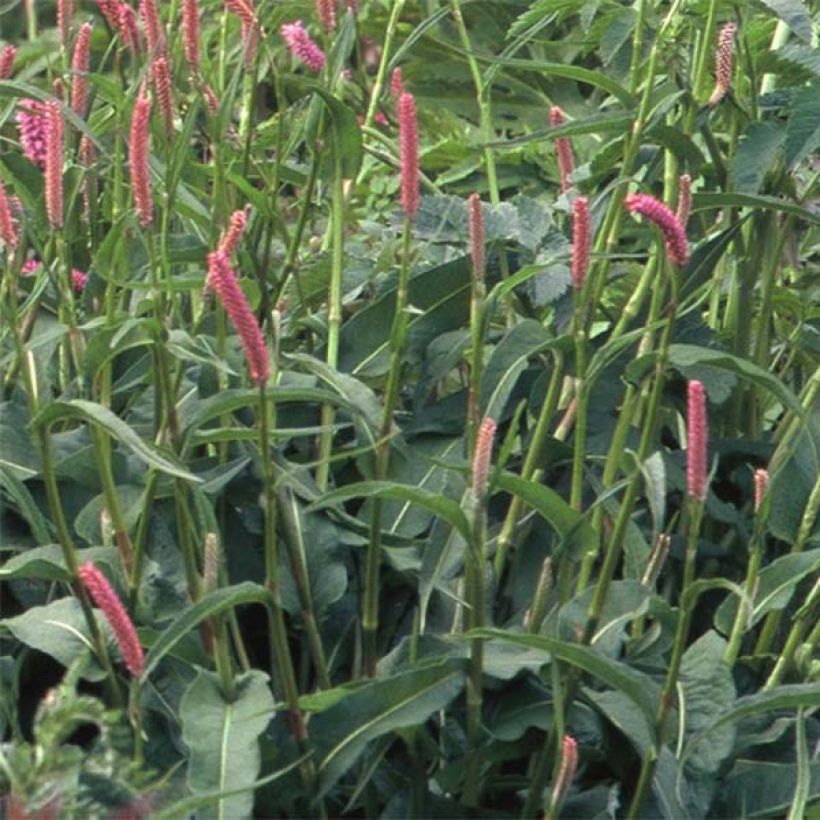 Renouée - Persicaria bistorta Hohe Tatra (Feuillage)