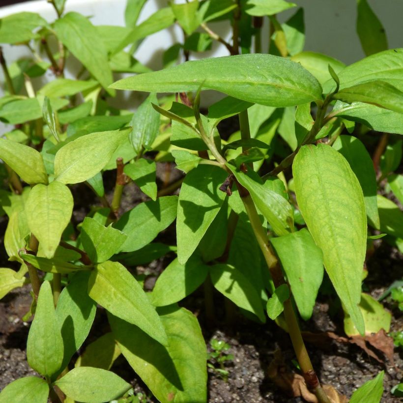 Coriandre vietnamienne - Persicaria odorata en plants (Feuillage)
